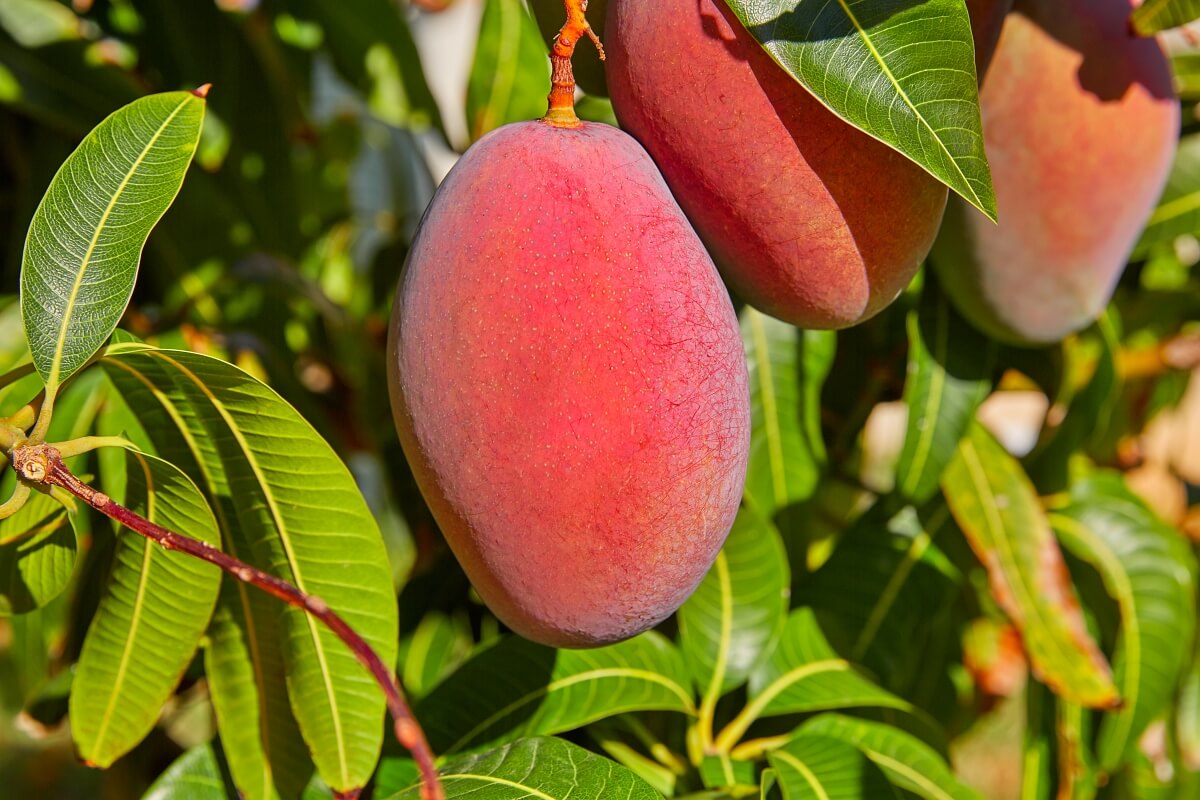 dojrzały owoc afrykańskiego mango występujący w naturze