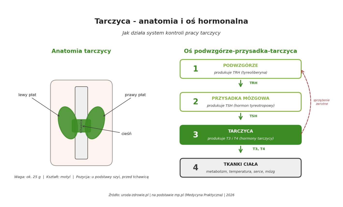 Schemat anatomii tarczycy i osi hormonalnej podwzgórze-przysadka-tarczyca