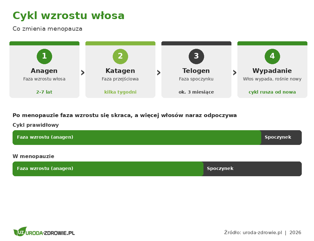 Cykl wzrostu włosa i jak zmienia go menopauza - krótsza faza wzrostu anagen i dłuższa faza spoczynku telogen